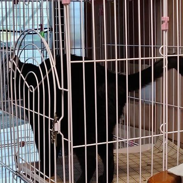 黒猫感謝の日 / 黄金桃