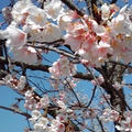 お墓参りに行きました♪
