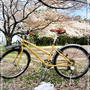 ひとり花見の相棒は、自転車とK・SWISS Classic 66 　
