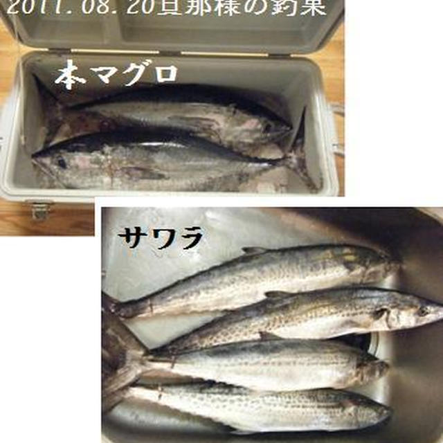 旦那様の釣果【11.08.20】