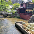 京都の高瀬川に生える巨大クレソンを採って食べたら衝撃！