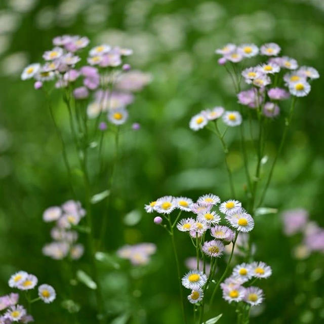 五十公野公園の野の花がかわいかったです♡