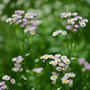 五十公野公園の野の花がかわいかったです♡
