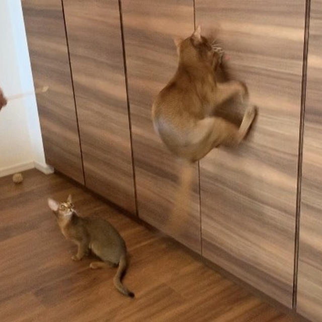 りす子に三角飛びを見せてあげるひめちゃん
