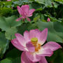平池公園のハスとスイレン、最近撮った写真#ameba写真部