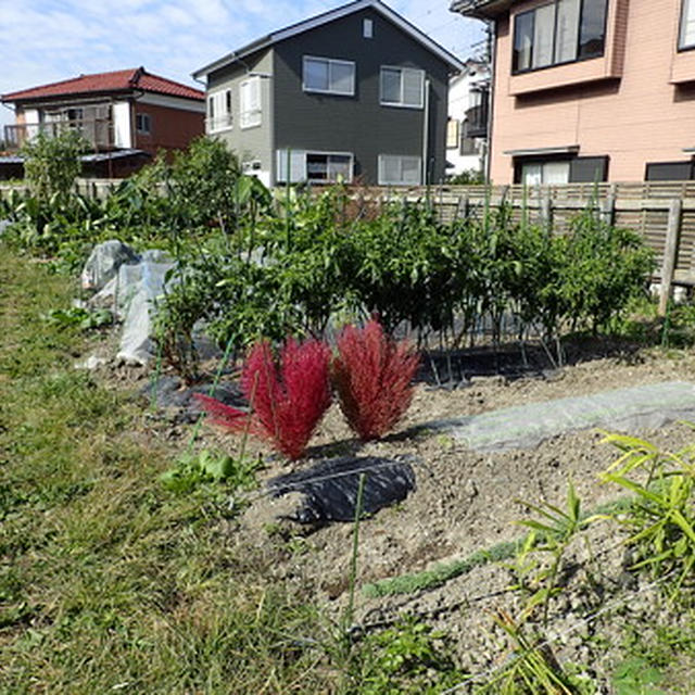 はじめての家庭菜園（10月下旬）☆落花生の収穫