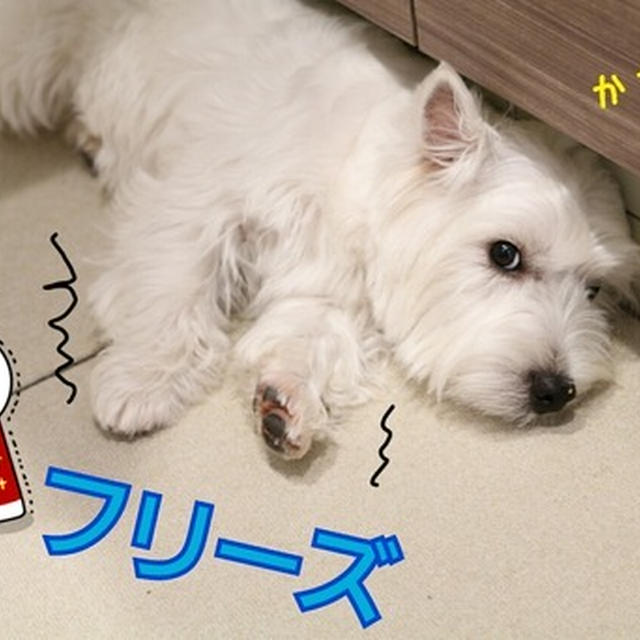 【ブランカの日記】ぼくの仕返し。
