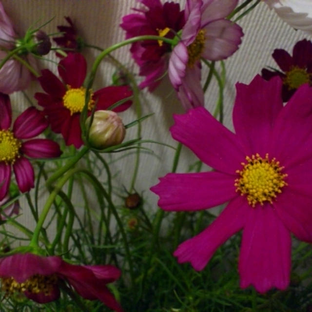 10/6 秋桜