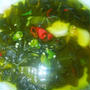 辛くて酸っぱくてしょっぱい高菜のスープ
