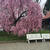 桜の季節に。。。