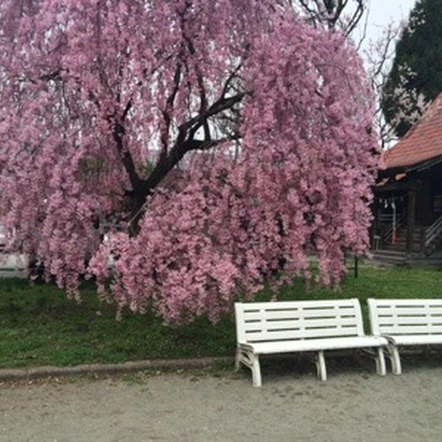 桜の季節に。。。