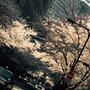 日銀前 桜通りと三越の桜のれん