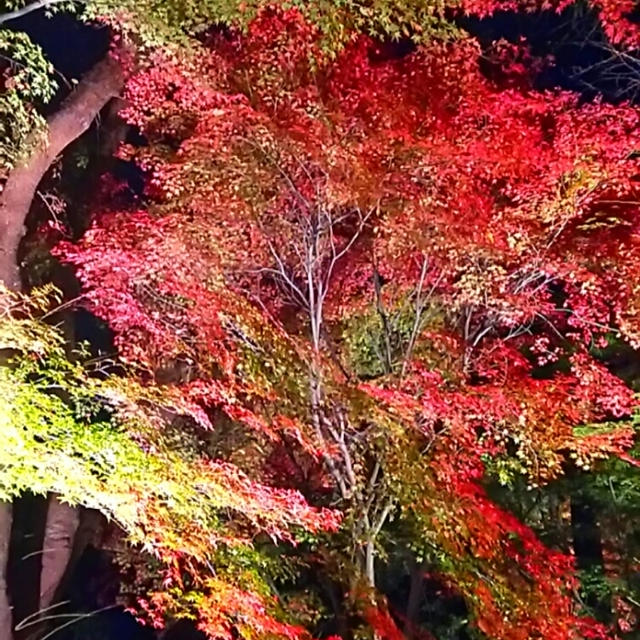 ☆玉泉院丸庭園・金沢城公園☆