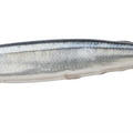 さんま 値段 サンマ 秋刀魚 1キロ平均957円 相場や旬の情報まとめ