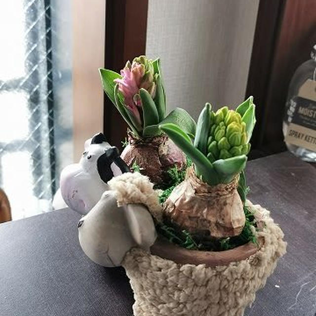 ヒヤシンスが咲き始めました！