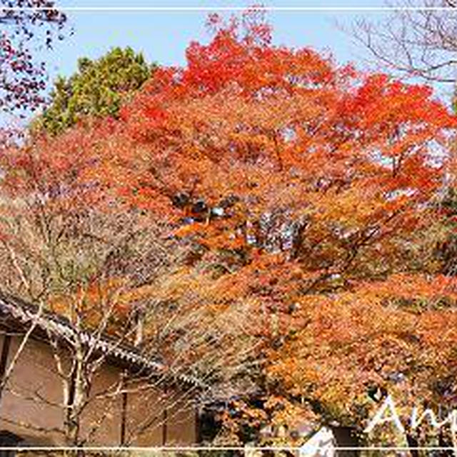 ☆2010 晩秋の京都③：二尊院☆