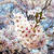 満開の桜