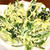 空芯菜の斬新な食べ方・空芯菜の天ぷら