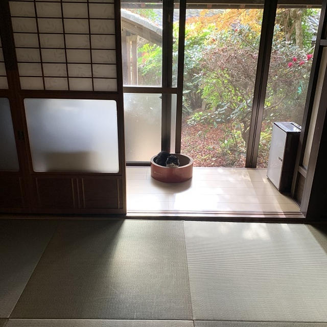 縁側のごんぼさん。