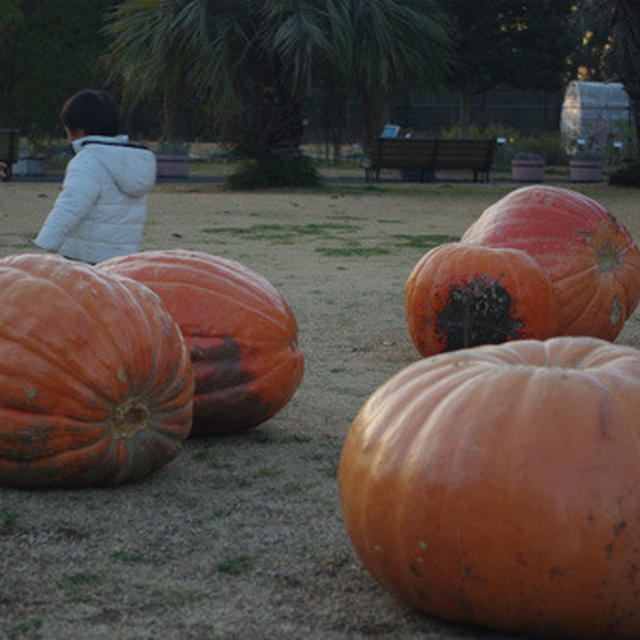 夢の島　熱帯植物園