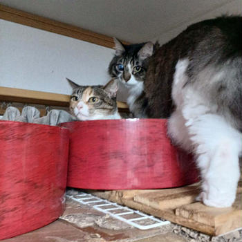 鯉のぼりネコのぼりガリガリサークル