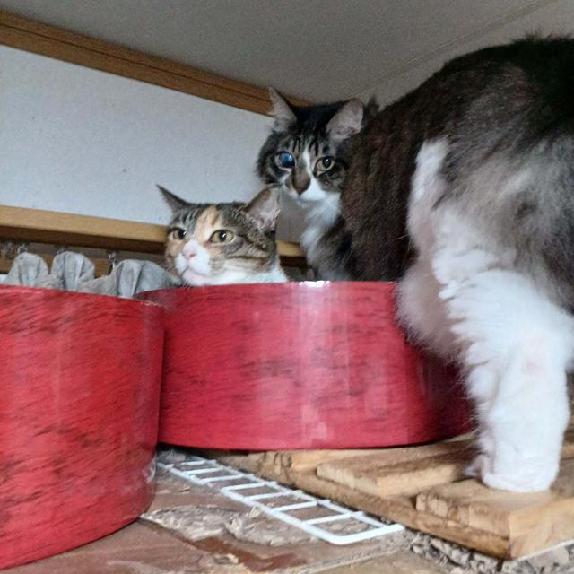 鯉のぼりネコのぼりガリガリサークル