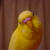 インコかラジオか・・・
