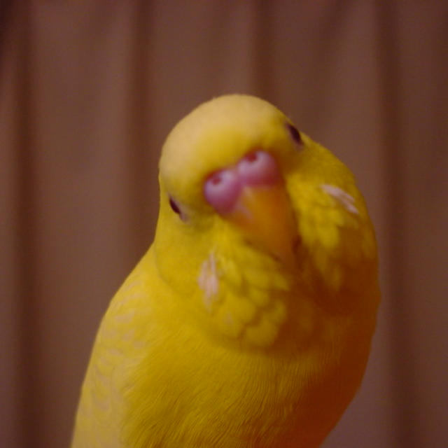 インコかラジオか・・・
