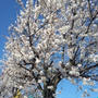 桜。。さくら。。