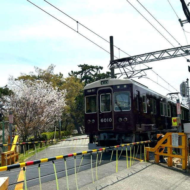 2025♡お花見は夙川へ