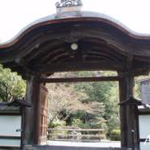 ☆春の京都 ?：金地院,哲学の道☆