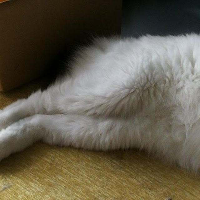 モッフリとニャまめかしい
