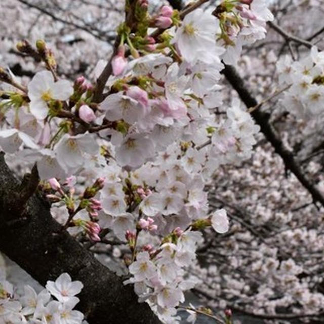 2022　SAKURA