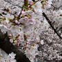 2022　SAKURA