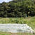 葉山農園（9月下旬）☆キュウリ×カメムシ対策