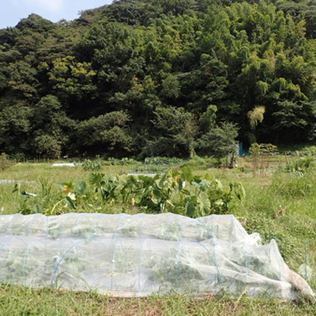 葉山農園（9月下旬）☆キュウリ×カメムシ対策
