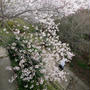 須磨浦公園の桜#最近撮った写真は