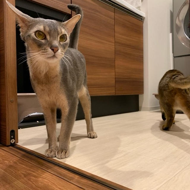 コメントへのお返事〜我が家の猫トイレはこうなってます〜