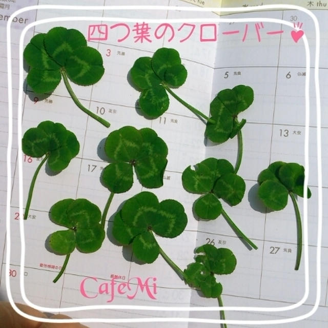 四つ葉のクローバー ♡