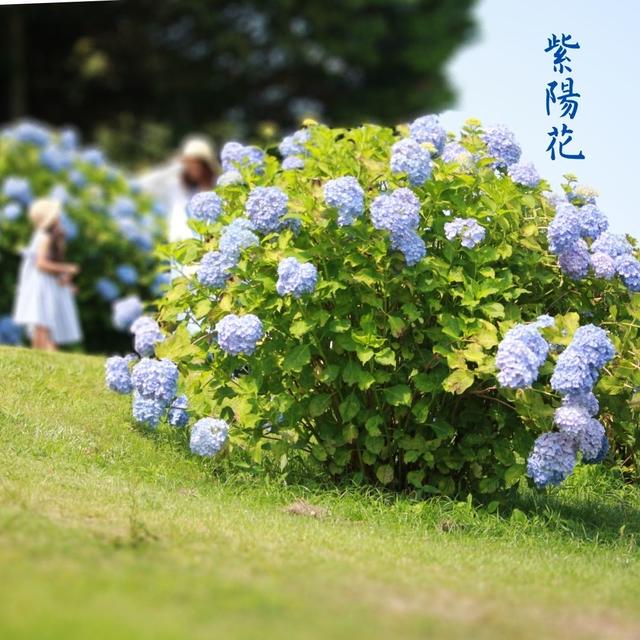 紫陽花