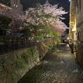 花散らしの雨…ということで祇園の桜を見に行ってきました！