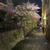 花散らしの雨…ということで祇園の桜を見に行ってきました！