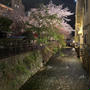 花散らしの雨…ということで祇園の桜を見に行ってきました！