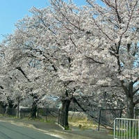 お花見はサクラ並木で