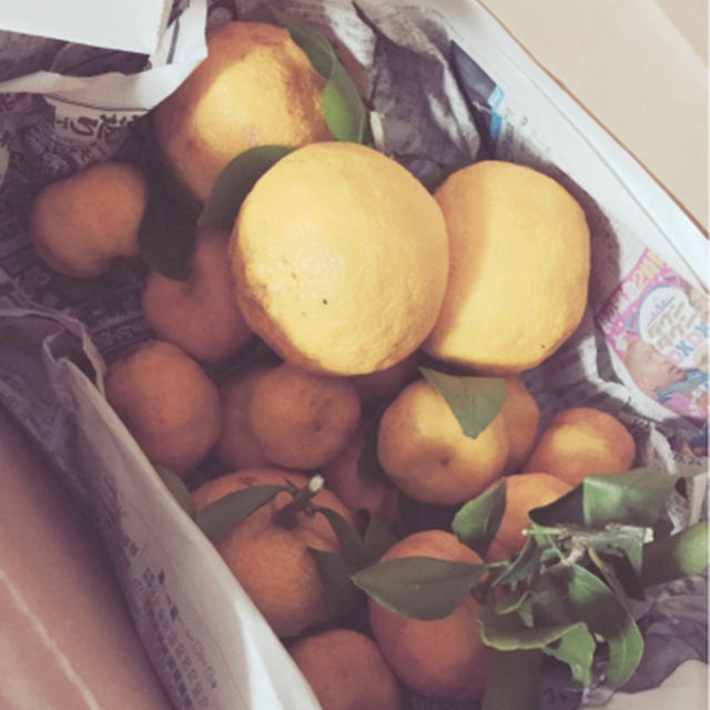 柚子が届いた！