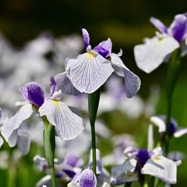 五十公野公園の花菖蒲2024②