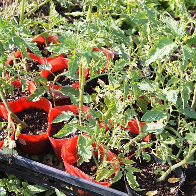 トマトの腋芽を挿し木して、クローン苗増殖中。。。