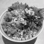 ネギトロ丼