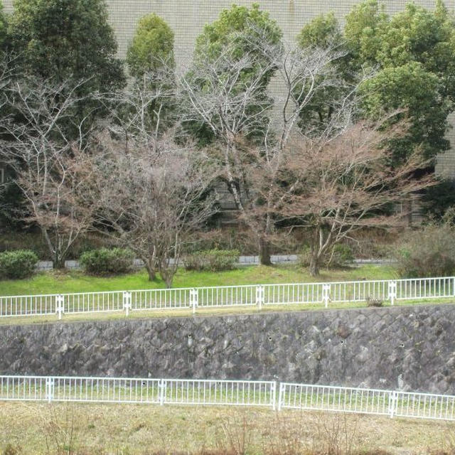 三月のほうれんそう