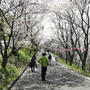 島ノ瀬ダムで桜の花見🌸2019  散り始めでした。